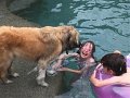 Alex_MooseDiscoversPool (16)